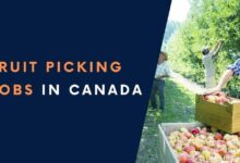 Fruit Picking Jobs in Canada