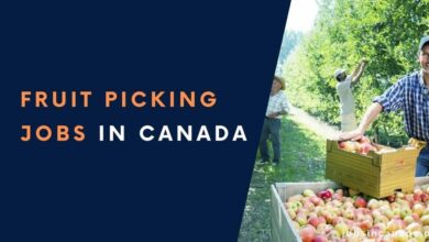 Fruit Picking Jobs in Canada