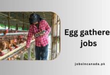 Egg gatherer jobs