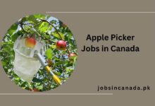Apple Picker Jobs in Canada