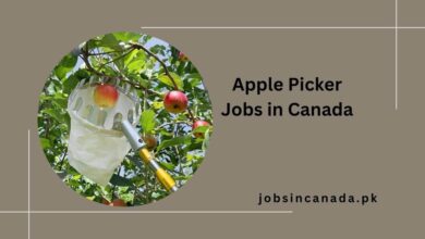 Apple Picker Jobs in Canada