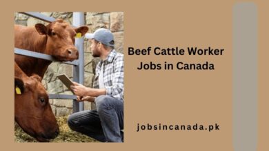 Beef Cattle Worker Jobs in Canada