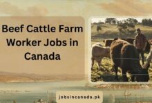 Beef Cattle Farm Worker Jobs in Canada