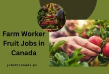 Farm Worker Fruit Jobs in Canada