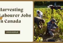 Harvesting Labourer Jobs in Canada