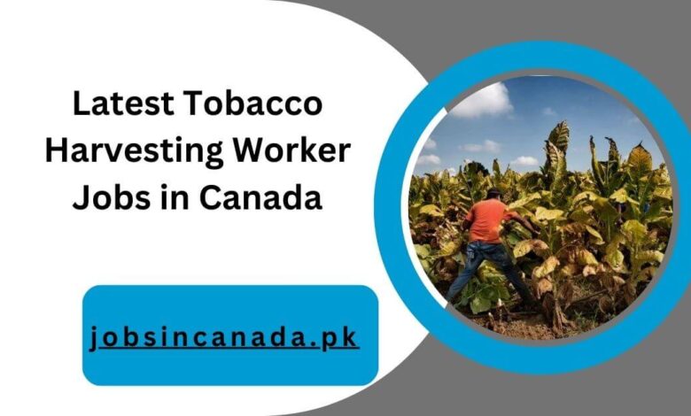 Latest Tobacco Harvesting Worker Jobs in Canada