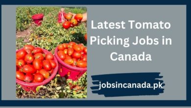 Latest Tomato Picking Jobs in Canada