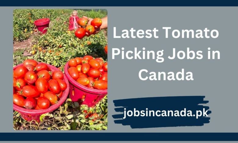 Latest Tomato Picking Jobs in Canada