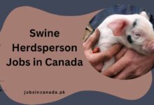 Swine Herdsperson Jobs in Canada