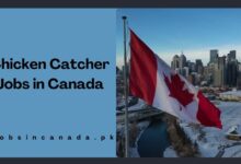 Chicken Catcher Jobs in Canada