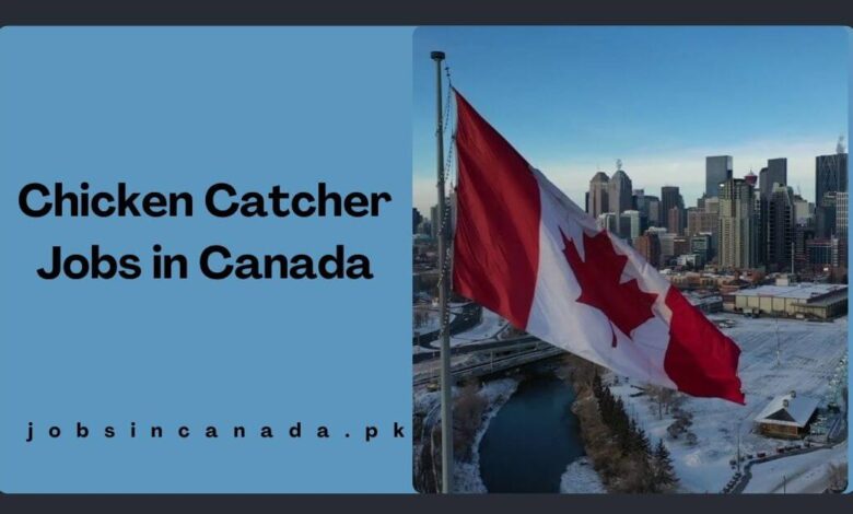 Chicken Catcher Jobs in Canada